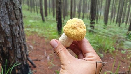 Ảnh của Hái nấm trong rừng thông Đà Lạt mùa mưa